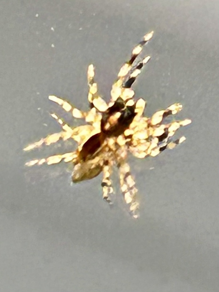 Matagaia