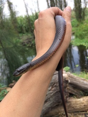 Thamnophis melanogaster