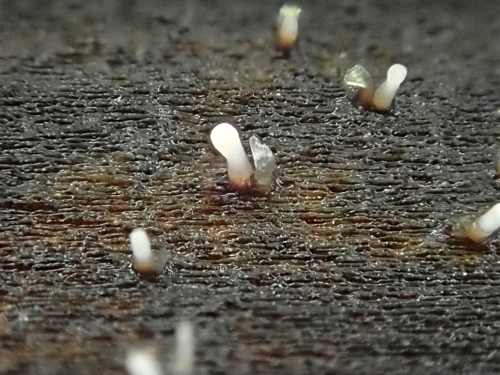 Cornucopiella