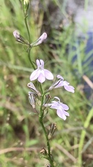 Lobelia canbyi