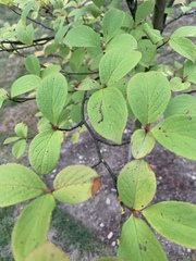 Cornus nuttallii