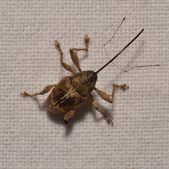 Curculio nasicus