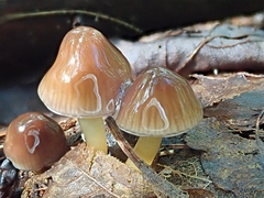 Gliophorus perplexus