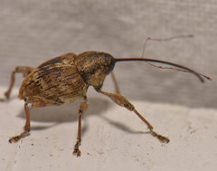Curculio nasicus