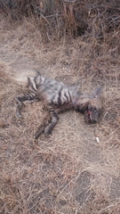 Hyaena hyaena