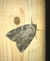 Catocala neogama