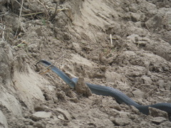 Coluber constrictor latrunculus