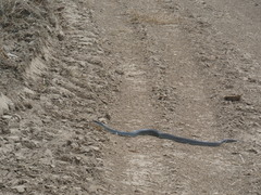 Coluber constrictor latrunculus