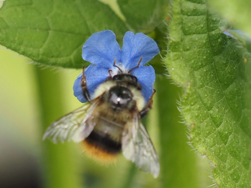 Fuzzy-Horned Bumble Bee photo 6