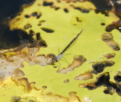 Austrocnemis splendida
