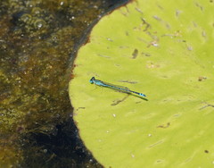 Austroagrion exclamationis