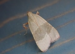 Basacallis tarachodes