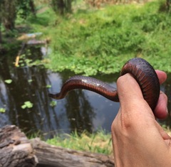 Thamnophis melanogaster