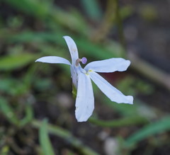 Lobelia stenophylla