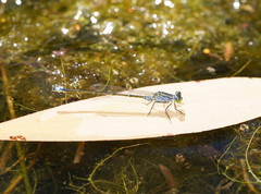 Ischnura pruinescens