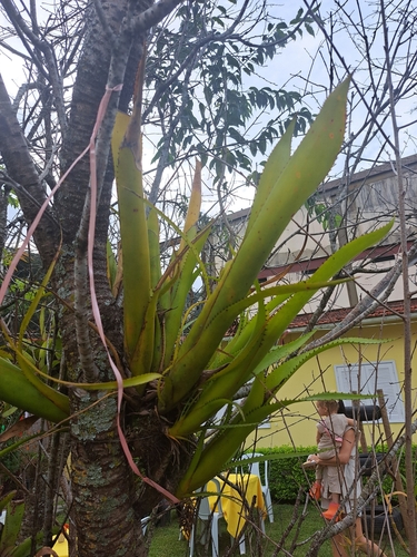 Aechmea purpureorosea, photograph 3