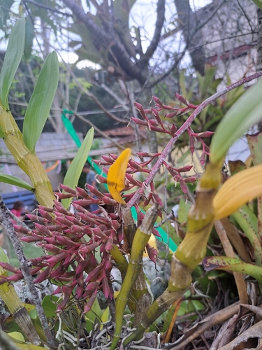 Aechmea purpureorosea, photograph 4