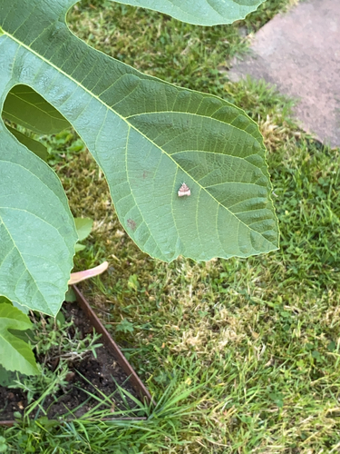 fig-tree skeletonizer moth, Heinenoord, photo 5 of 10