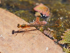 Austrocnemis splendida