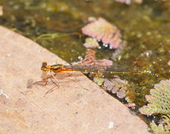 Austrocnemis splendida