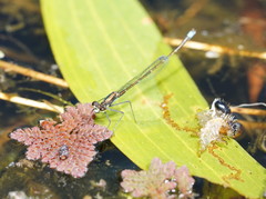 Austrocnemis splendida