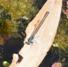 Ischnura pruinescens