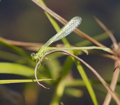Ischnura pruinescens