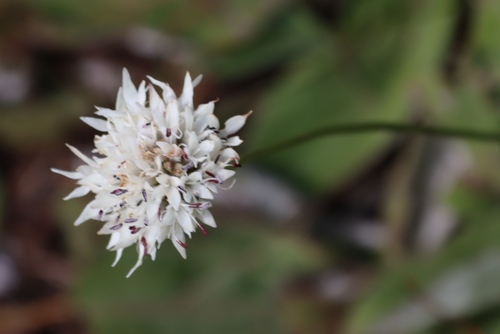 Cephalaria pungens (Cephalaria pungens)