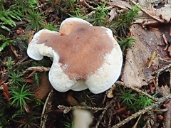 Phellodon violascens