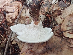 Phellodon violascens