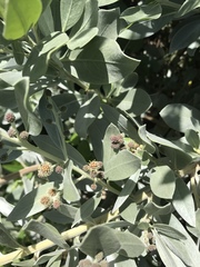 Conocarpus erectus sericeus