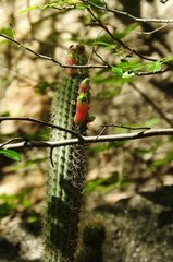 Cleistocactus smaragdiflorus