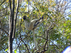 Propithecus verreauxi