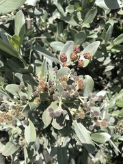 Conocarpus erectus sericeus