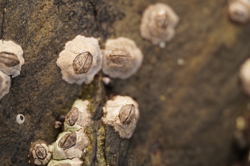 Chthamalus dalli Pilsbry, 1916