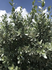 Conocarpus erectus sericeus