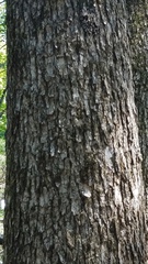 Fraxinus quadrangulata
