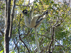 Propithecus verreauxi