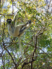 Propithecus verreauxi