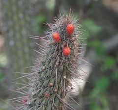 Cleistocactus baumannii