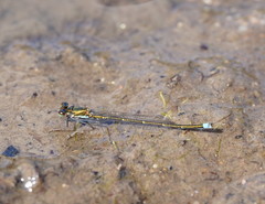 Austrocnemis splendida