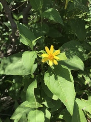 Wedelia calycina