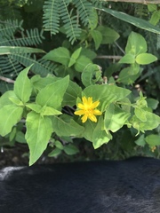 Wedelia calycina