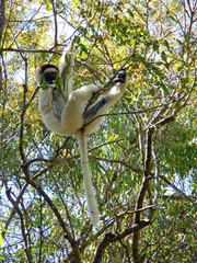 Propithecus verreauxi