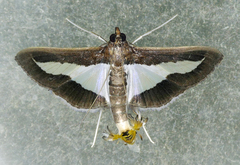 Diaphania infimalis