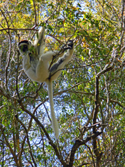 Propithecus verreauxi