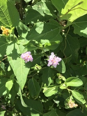 Lantana involucrata