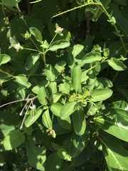 Lantana involucrata