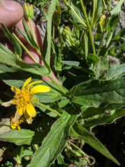 Arnica lanceolata prima