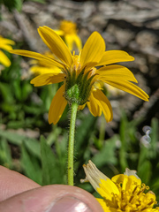 Arnica lanceolata prima